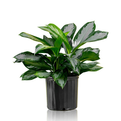 Aglaonema In 10&quot; Nursery Pot - My City Plants