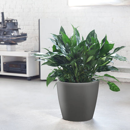 Aglaonema Potted In Lechuza Classico Planter - Charcoal Metallic - My City Plants