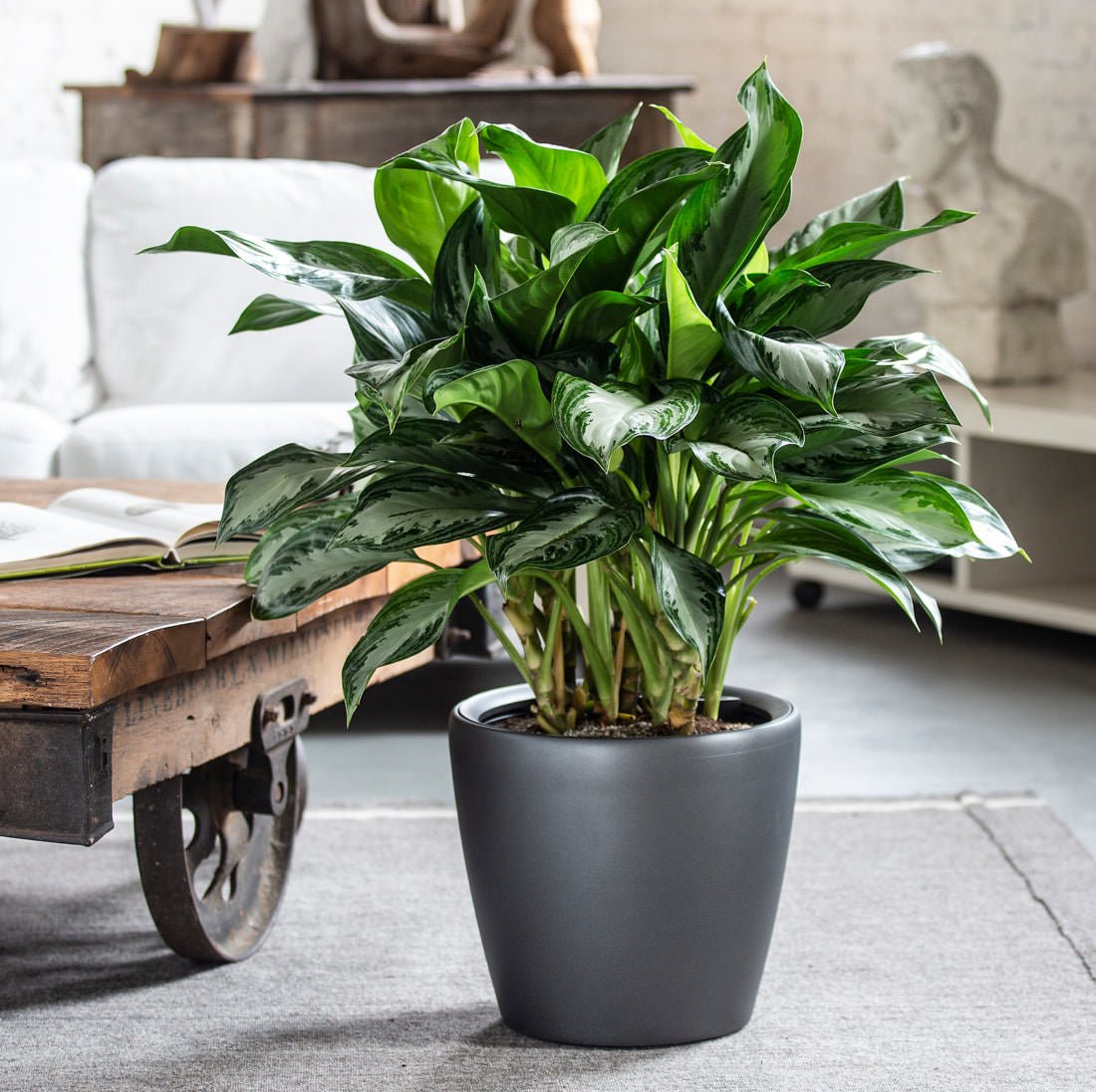 Aglaonema Potted In Lechuza Classico Planter - Charcoal Metallic - My City Plants