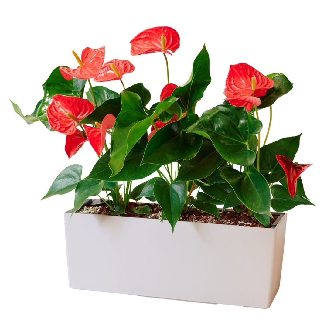 Anthurium Potted In Lechuza Balconera Planter - Sand Brown - My City Plants