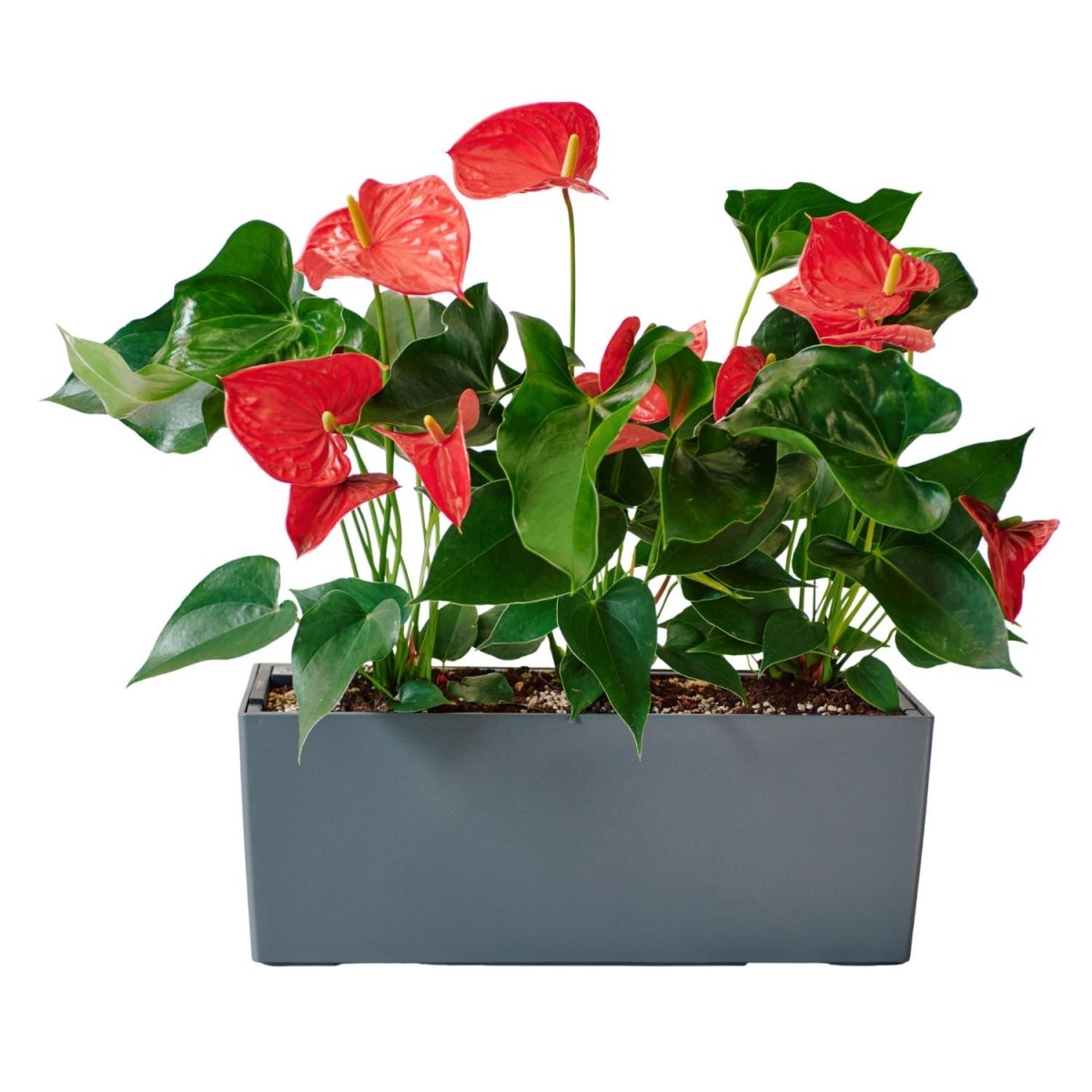 Anthurium Potted In Lechuza Balconera Planter - Slate - My City Plants