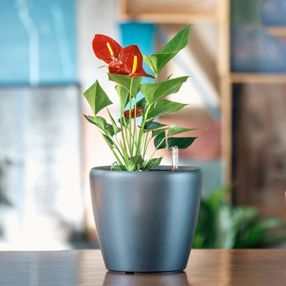 Anthurium Potted In Lechuza Classico Mini Planter - Charcoal Metallic - My City Plants