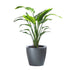 Bird of Paradise Plant Potted In Lechuza Classico Planter - Charcoal Metallic - My City Plants