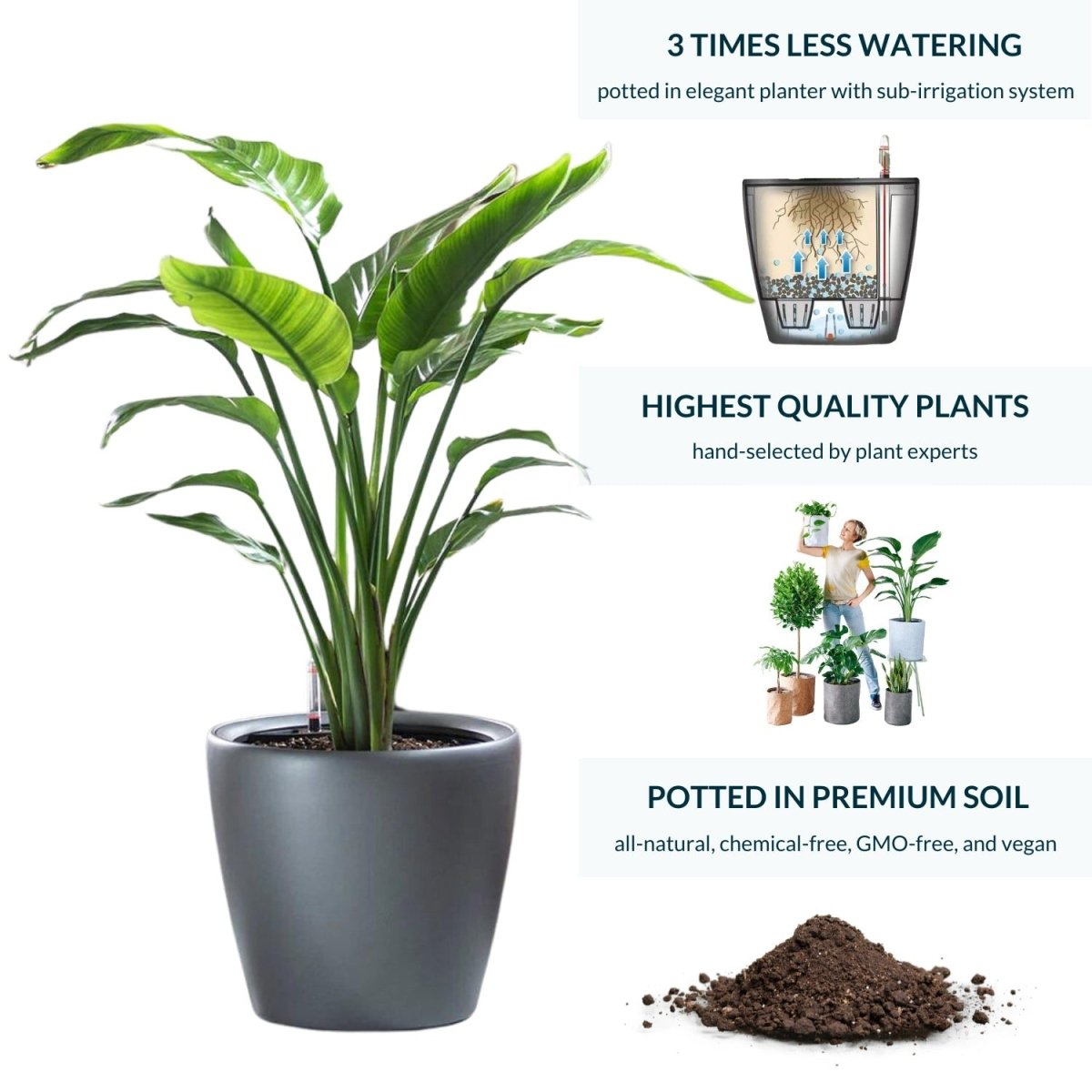 Bird of Paradise Plant Potted In Lechuza Classico Planter - Charcoal Metallic - My City Plants