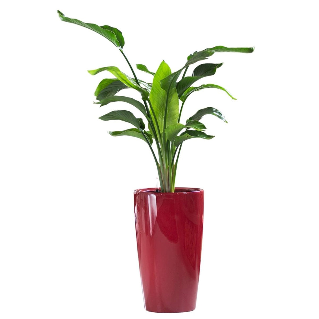 Bird of Paradise Plant Potted In Lechuza Rondo Planter - Red - My City Plants