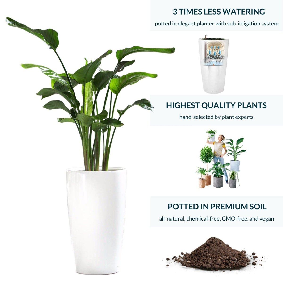 Bird of Paradise Plant Potted In Lechuza Rondo Planter - White - My City Plants