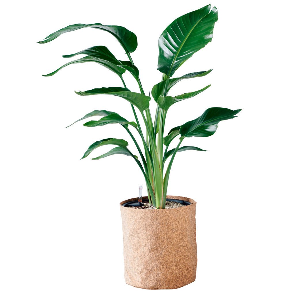 Bird of Paradise Plant Potted In Lechuza Trendcover 32 Planter - Dark Cork - My City Plants