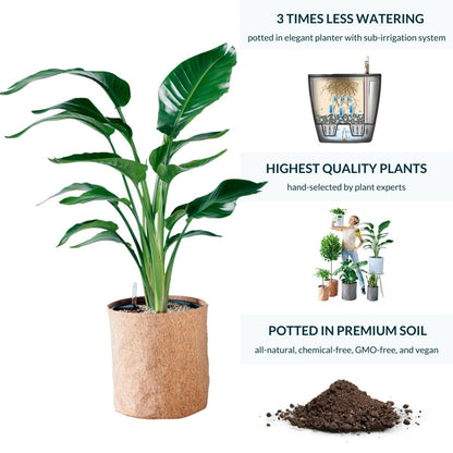 Bird of Paradise Plant Potted In Lechuza Trendcover 32 Planter - Dark Cork - My City Plants