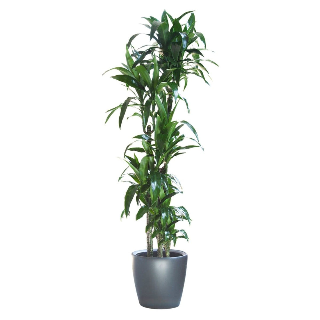 Dracaena Lisa Potted In Lechuza Classico Planter - Charcoal Metallic - My City Plants