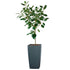 Ficus Audrey Potted In Lechuza Cubico 40 Planter - Charcoal Metallic - My City Plants