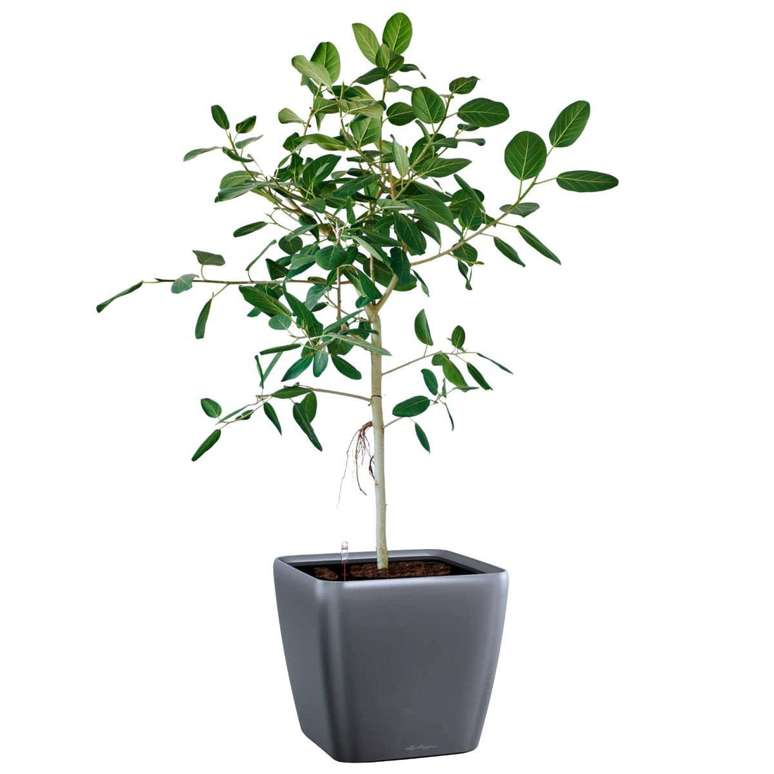 Ficus Audrey Potted In Lechuza Quadro 50 Planter - Charcoal Metallic - My City Plants