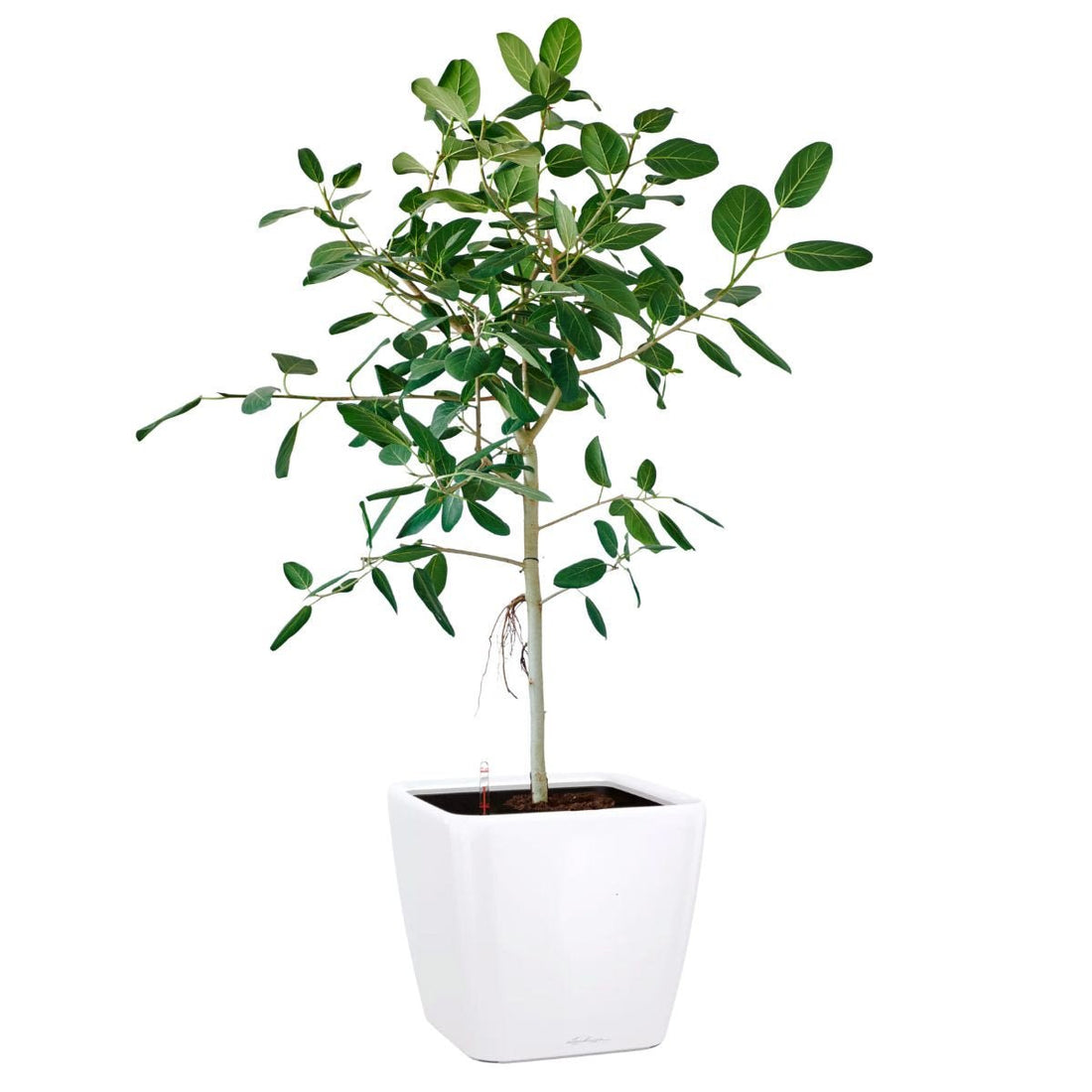 Ficus Audrey Potted In Lechuza Quadro 50 Planter - White - My City Plants