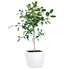 Ficus Audrey Potted In Lechuza Quadro 50 Planter - White - My City Plants
