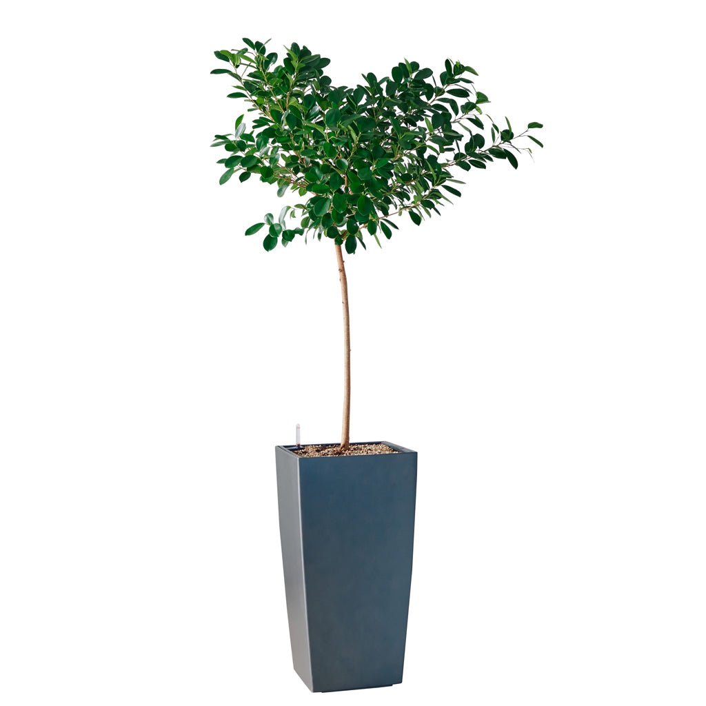 Ficus Moclame Potted In Lechuza Cubico 40 Planter - Charcoal Metallic - My City Plants