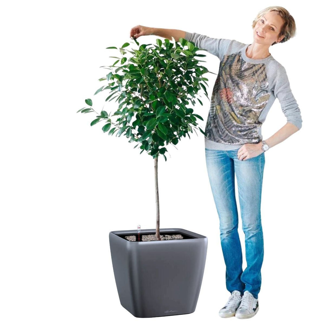 Ficus Moclame Potted In Lechuza Quadro 50 Planter - Charcoal Metallic - My City Plants