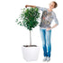 Ficus Moclame Potted In Lechuza Quadro 50 Planter - White - My City Plants