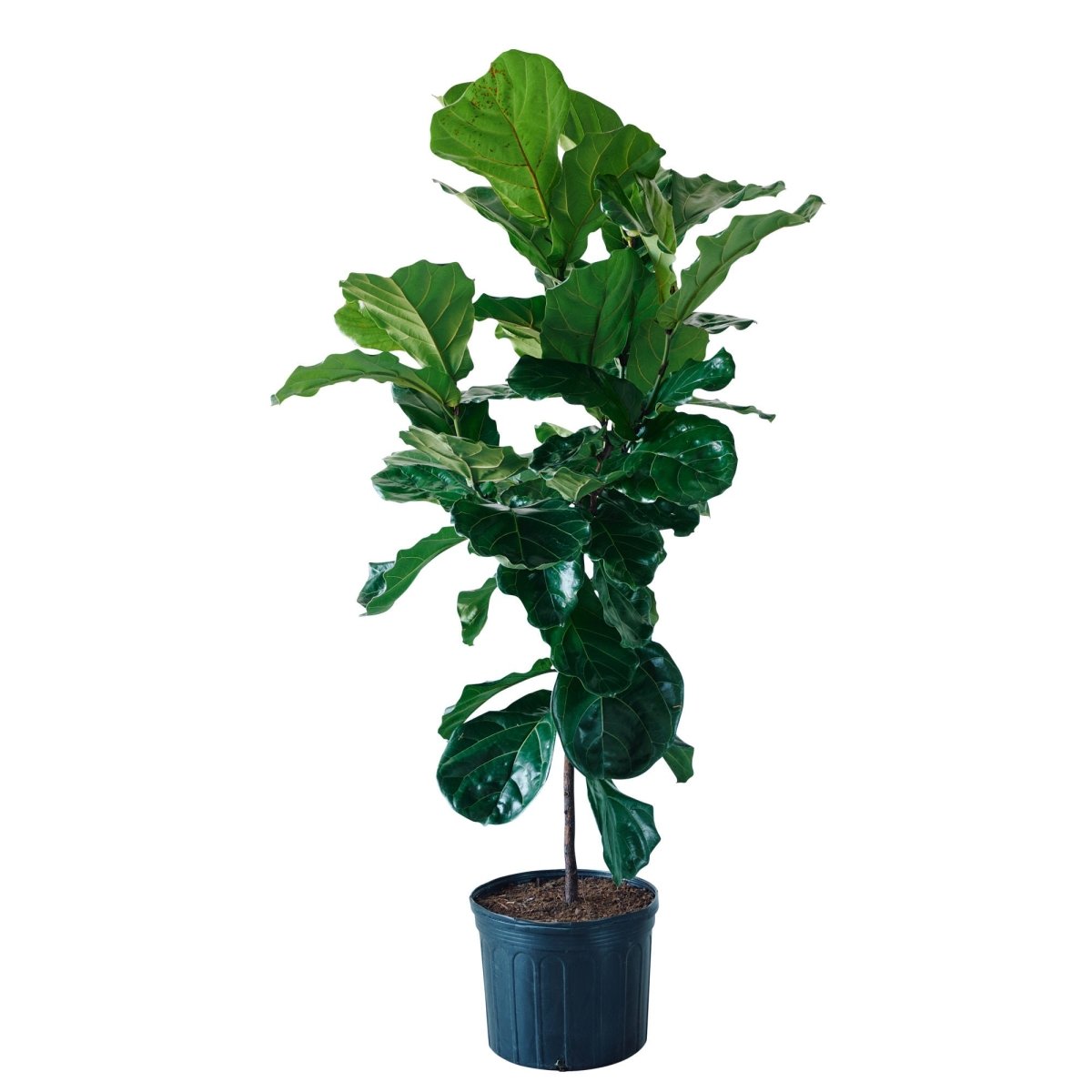 Fiddle Leaf Fig Tree In 14&quot; Nursery Pot - My City Plants