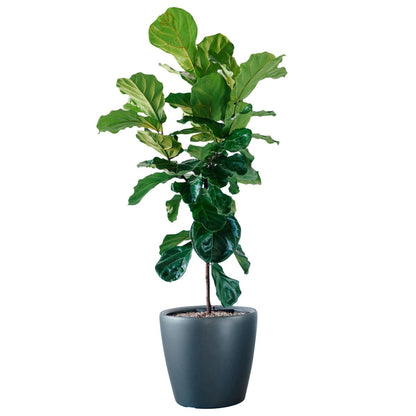 Fiddle Leaf Fig Tree Potted In Lechuza Classico 50 Planter - Charcoal Metallic - My City Plants