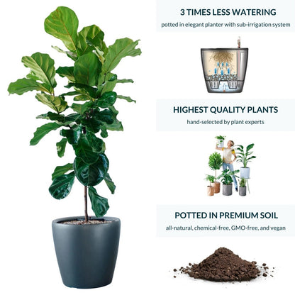 Fiddle Leaf Fig Tree Potted In Lechuza Classico 50 Planter - Charcoal Metallic - My City Plants