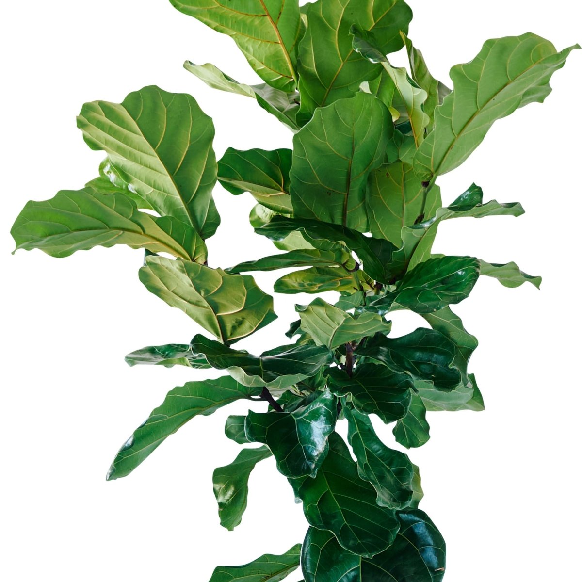 Fiddle Leaf Fig Tree Potted In Lechuza Classico 50 Planter - Charcoal Metallic - My City Plants