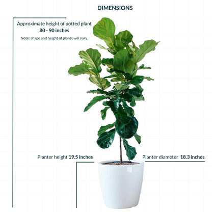 Fiddle Leaf Fig Tree Potted In Lechuza Classico 50 Planter - White - My City Plants