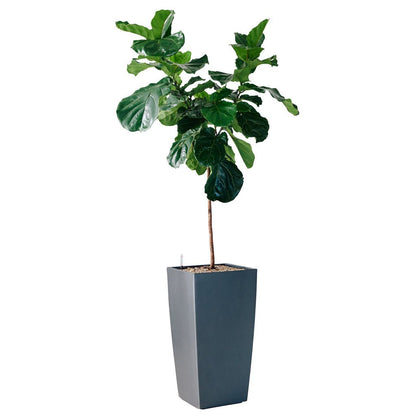 Fiddle Leaf Fig Tree Potted In Lechuza Cubico 40 - Charcoal Metallic - My City Plants