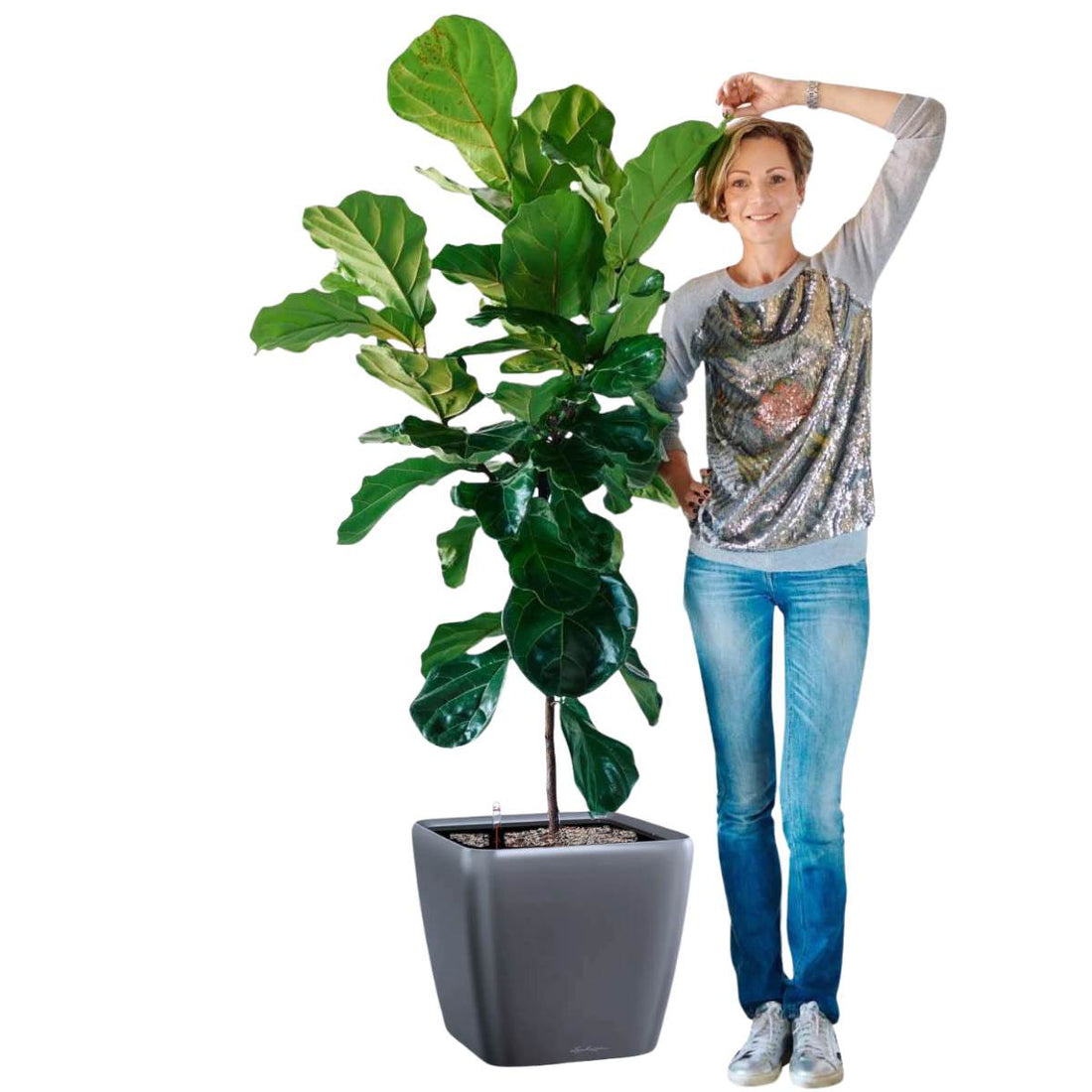Fiddle Leaf Fig Tree Potted In Lechuza Quadro 50 Planter - Charcoal Metallic - My City Plants