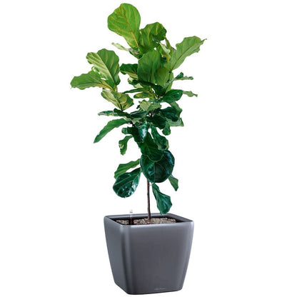 Fiddle Leaf Fig Tree Potted In Lechuza Quadro 50 Planter - Charcoal Metallic - My City Plants