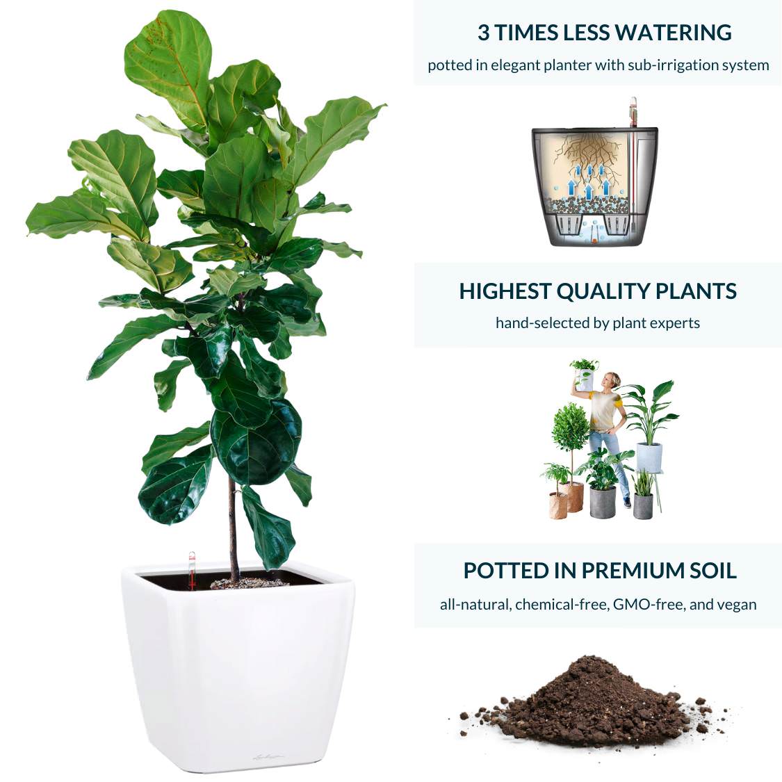 Fiddle Leaf Fig Tree Potted In Lechuza Quadro 50 Planter - White - My City Plants