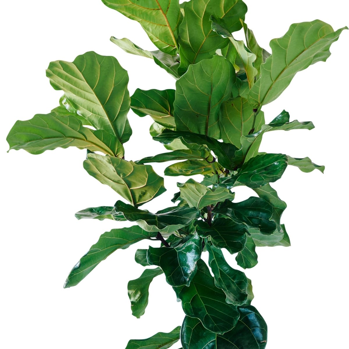 Fiddle Leaf Fig Tree Potted In Lechuza Quadro 50 Planter - White - My City Plants