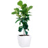 Fiddle Leaf Fig Tree Potted In Lechuza Quadro 50 Planter - White - My City Plants