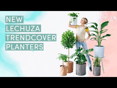 Money Tree Potted In Lechuza Trendcover 23 Planter - Light Gray
