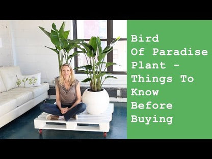 Bird of Paradise Plant In 10&quot; Nursery Pot