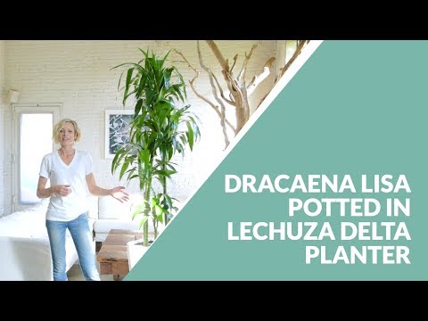 Dracaena Lisa Potted In Lechuza Delta Planter - Charcoal Metallic