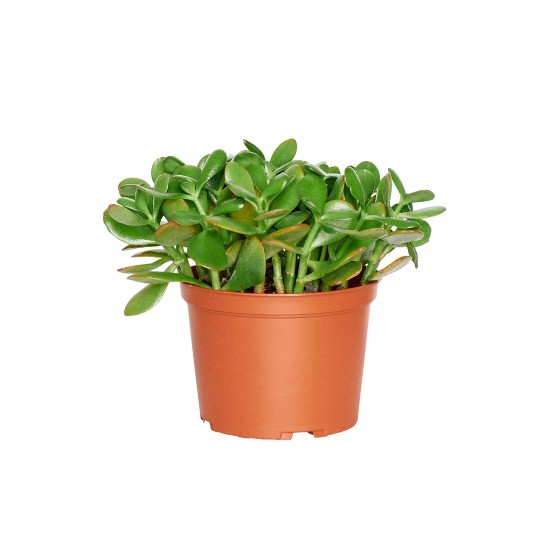 Jade Plant In 6&quot; Nursery Pot - My City Plants