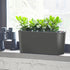 Jade Plant Potted In Lechuza Windowsill Planter - Charcoal Metallic - My City Plants