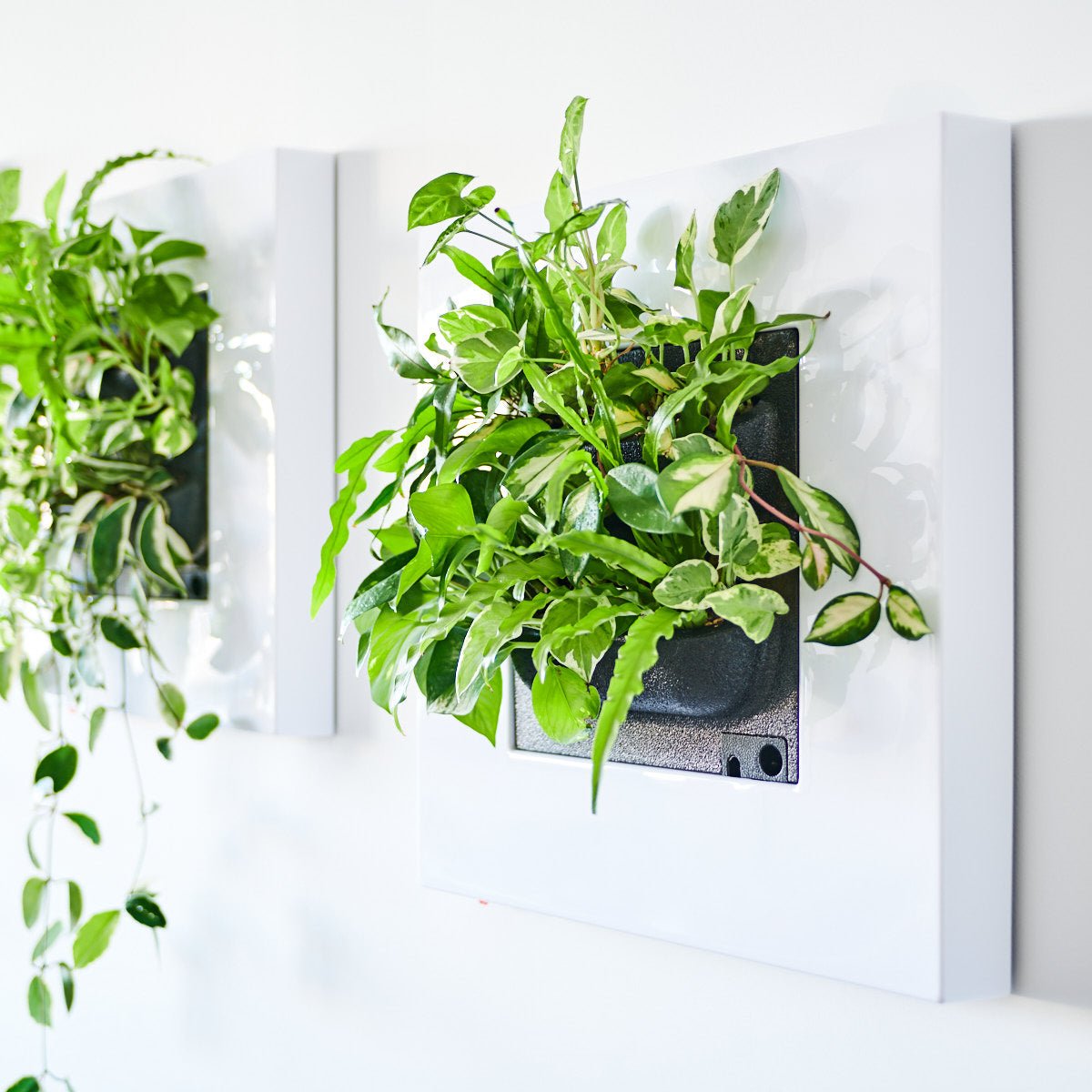 LIVE FRAME PLANTER WITHOUT PLANTS - White - My City Plants
