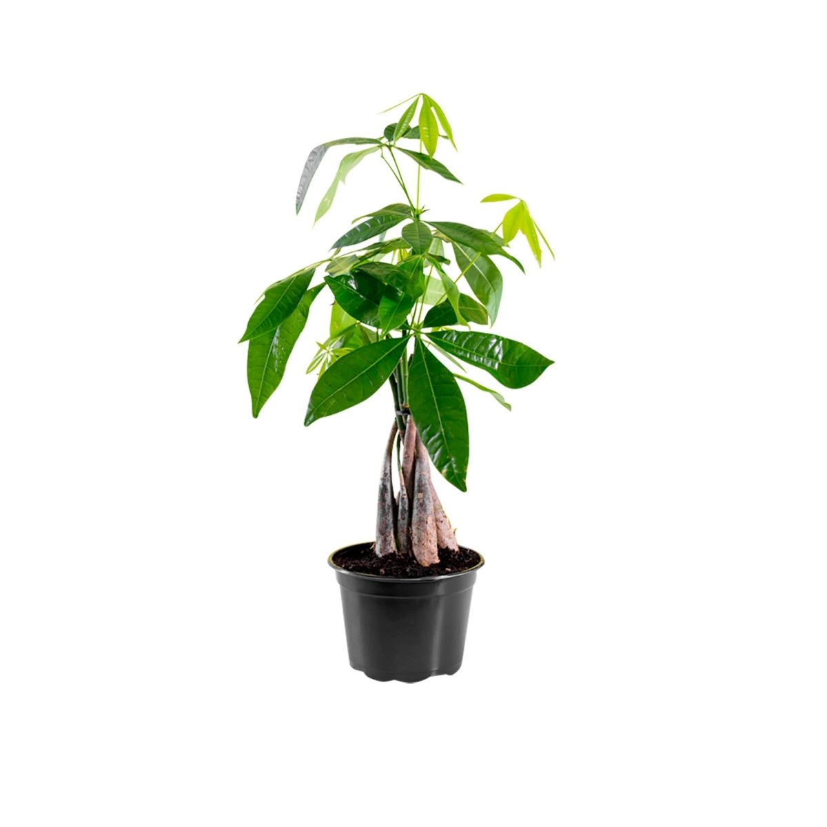 Money Tree In 6&quot; Nursery Pot - My City Plants