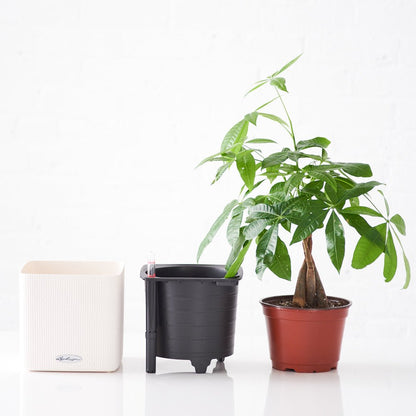 Money Tree Placed In Lechuza Cube 16 Planter - White - My City Plants