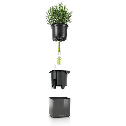 Money Tree Placed In Lechuza Cube Glossy 14 Planter - Charcoal - My City Plants