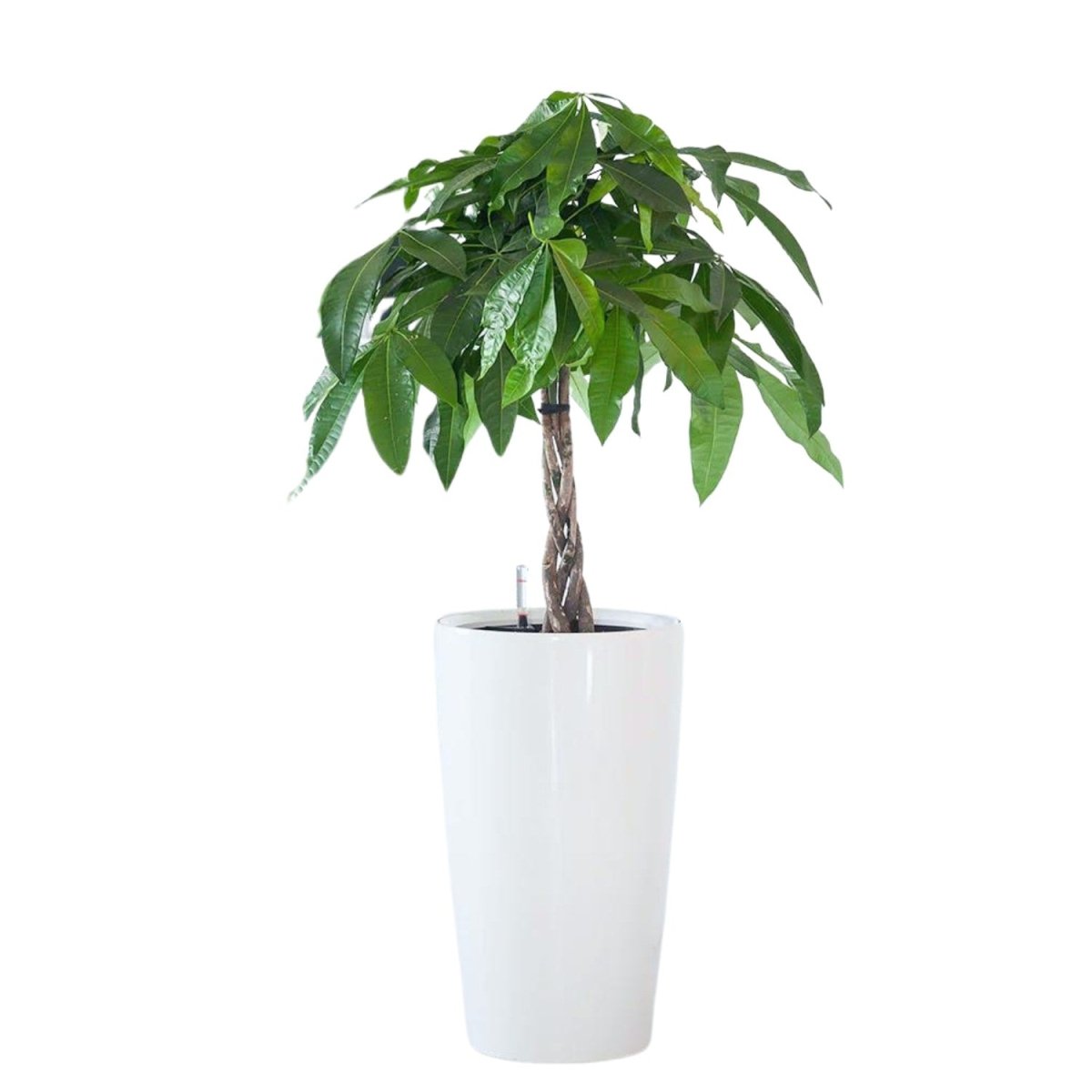 Money Tree Potted In Lechuza Rondo Planter - White - My City Plants