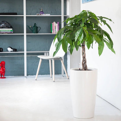 Money Tree Potted In Lechuza Rondo Planter - White - My City Plants