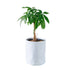 Money Tree Potted In Lechuza Trendcover 23 Planter - Light Gray - My City Plants