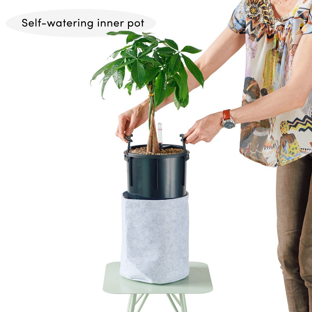 Money Tree Potted In Lechuza Trendcover 23 Planter - Light Gray - My City Plants