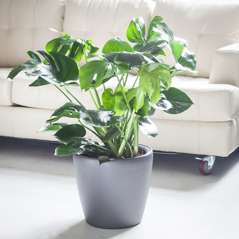 Monstera Deliciosa Potted In Lechuza Classico Planter - Charcoal Metallic - My City Plants