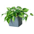 Philodendron Brasil Placed In Lechuza Cube 16 planter - Slate - My City Plants