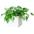 Philodendron Brasil Placed In Lechuza Cube 16 planter - White - My City Plants
