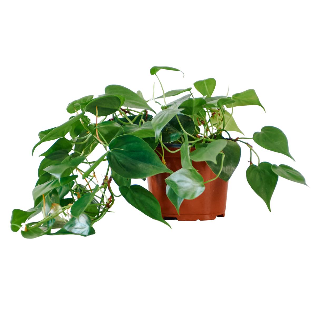 Philodendron Cordatum In 6&quot; Nursery Pot - My City Plants