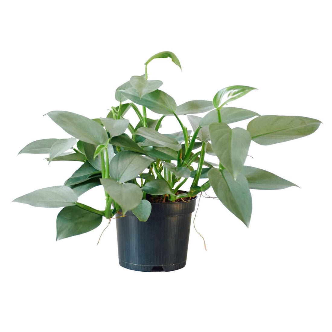 Philodendron Silver Sword In 6&quot; Nursery Pot - My City Plants