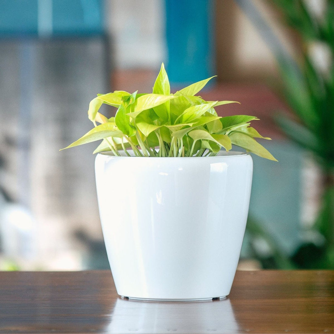 Pothos Neon Classico Mini - White - My City Plants